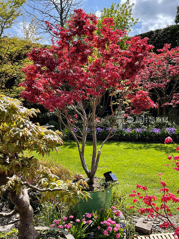盆栽的特写图像，解剖的红色日本枫树(Acer palmatum atropurpureum)旁边整齐修剪的草坪景观的日本风格的花园，重点在前景